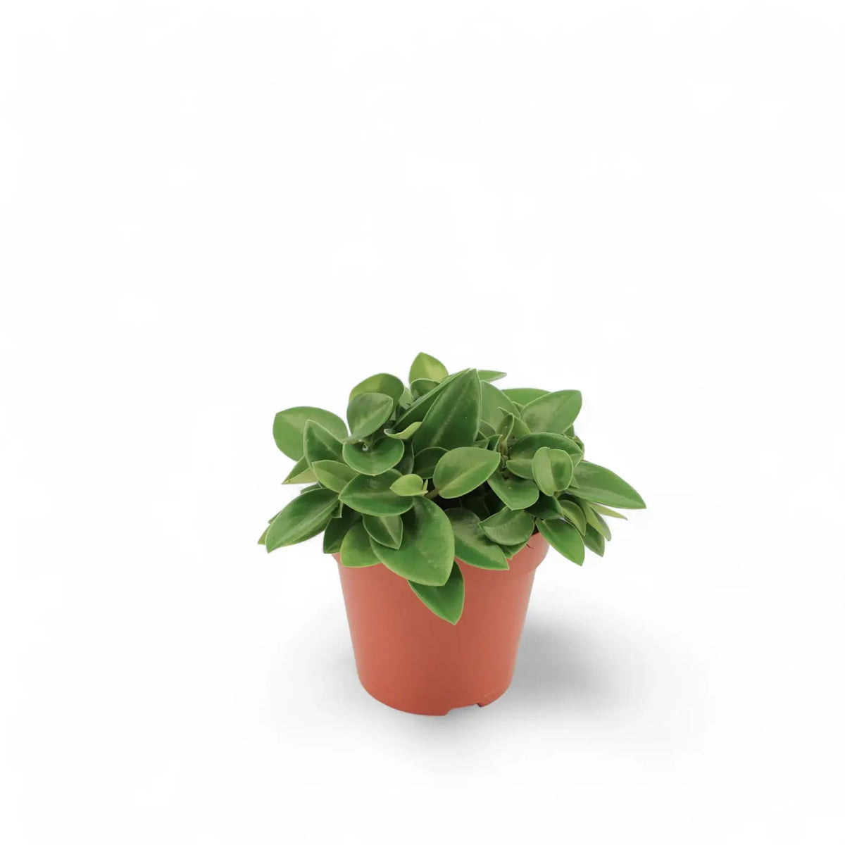 Peperomia orba 'Pixie' – Zimmerpflanze im Kulturtopf auf weißem Hintergrund, Produktfoto 3.