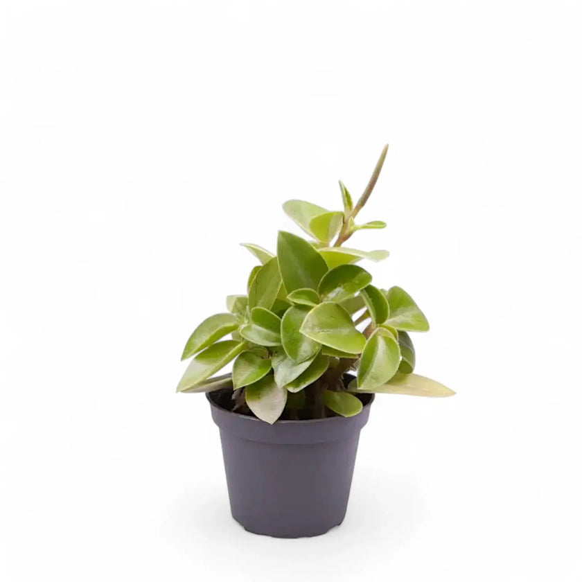 Peperomia orba 'Pixie Lime' Zimmerpflanze im Anzuchttopf vor weißem Hintergrund, Produktfoto 2.