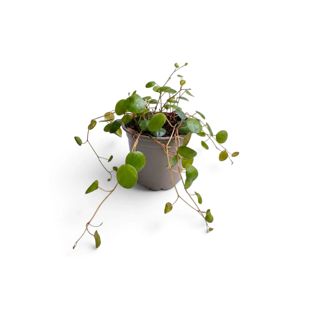 Junge Peperomia ‘Pepperspot’ mit wenigen langen Trieben, die aus einem grauen Kulturtopf herabhängen