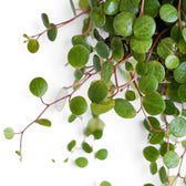 Nahaufnahme von Trieben der Peperomia ‘Pepperspot’ mit runden Blättern und schlanken roten Trieben