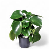 Peperomia polybotrya 'Raindrop' – Zimmerpflanze im Kulturtopf auf weißem Hintergrund, Produktfoto 3.