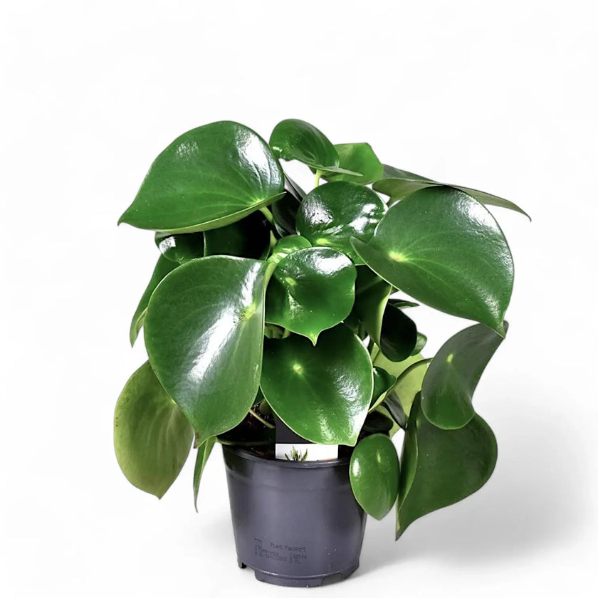 Peperomia polybotrya 'Raindrop' – Zimmerpflanze im Kulturtopf auf weißem Hintergrund, Produktfoto 3.