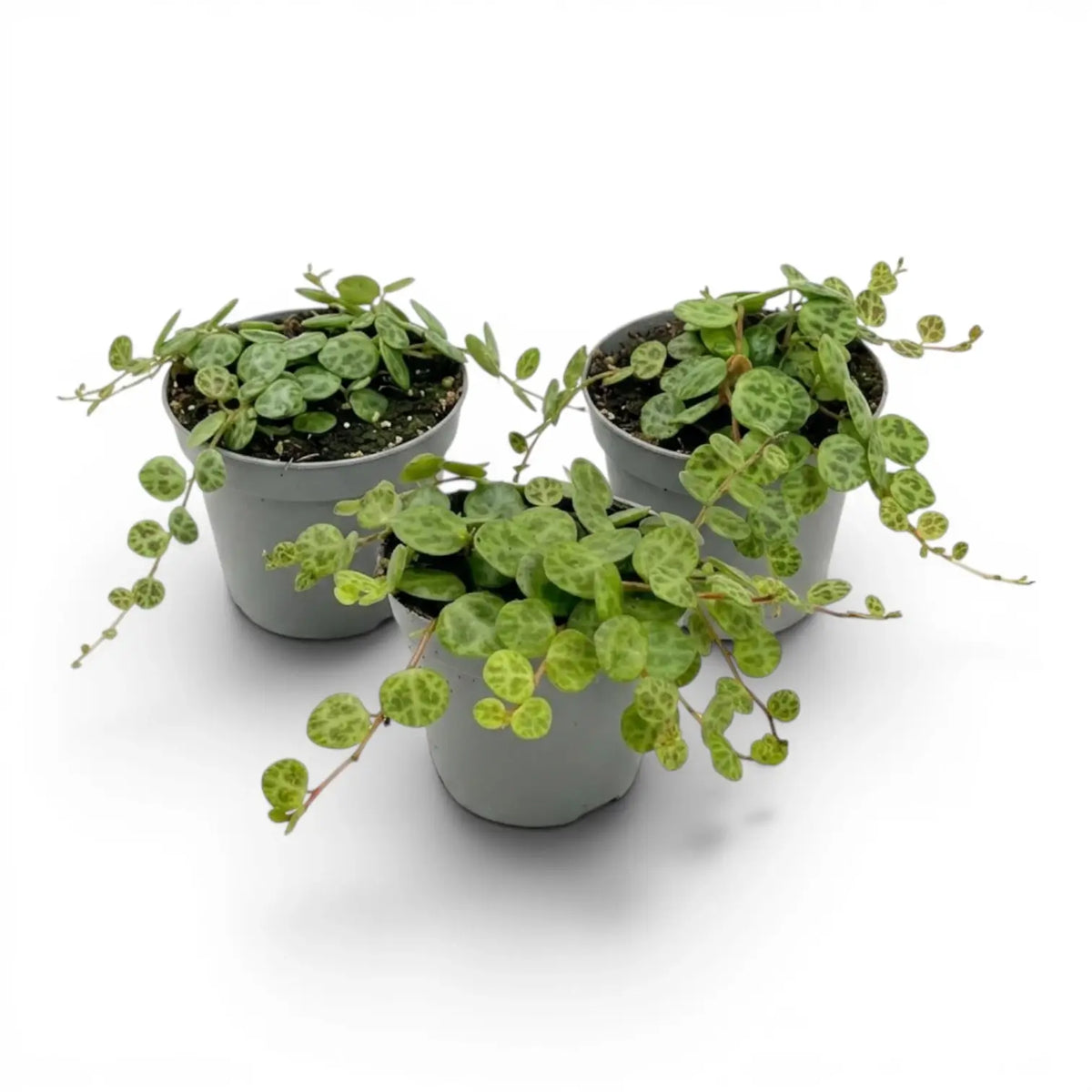 Peperomia prostrata ‘String of Turtles’ als Baby-Pflanze im Kulturtopf.