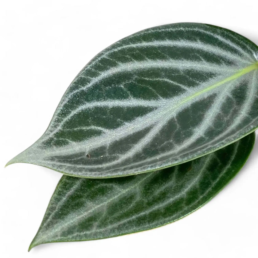Peperomia pseudovariegata var. sarcophylla – Blattdetail vor weißem Hintergrund..