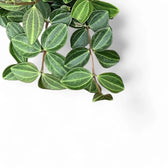 Peperomia quadrangularis 'Rocca Scuro' leaf close-up on white background.