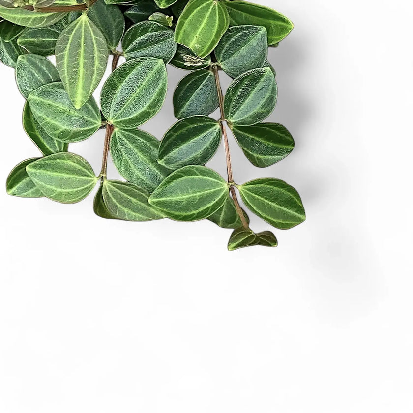 Peperomia quadrangularis 'Rocca Scuro' – Blattdetail vor weißem Hintergrund..