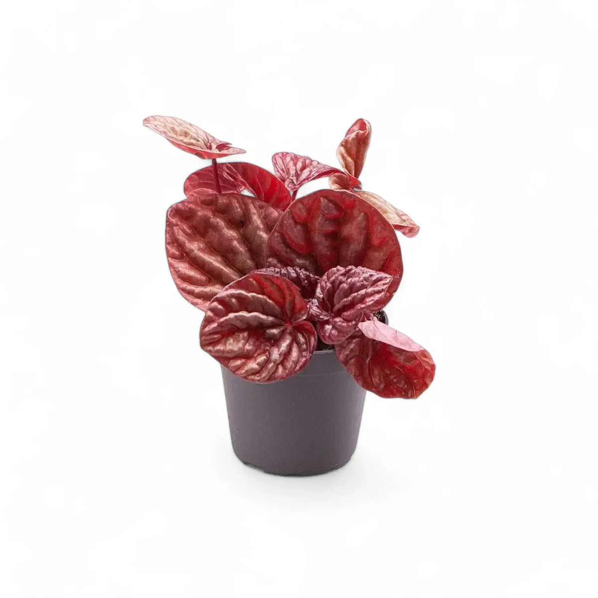 Peperomia 'Quito' plant in a nursery pot against a white background
