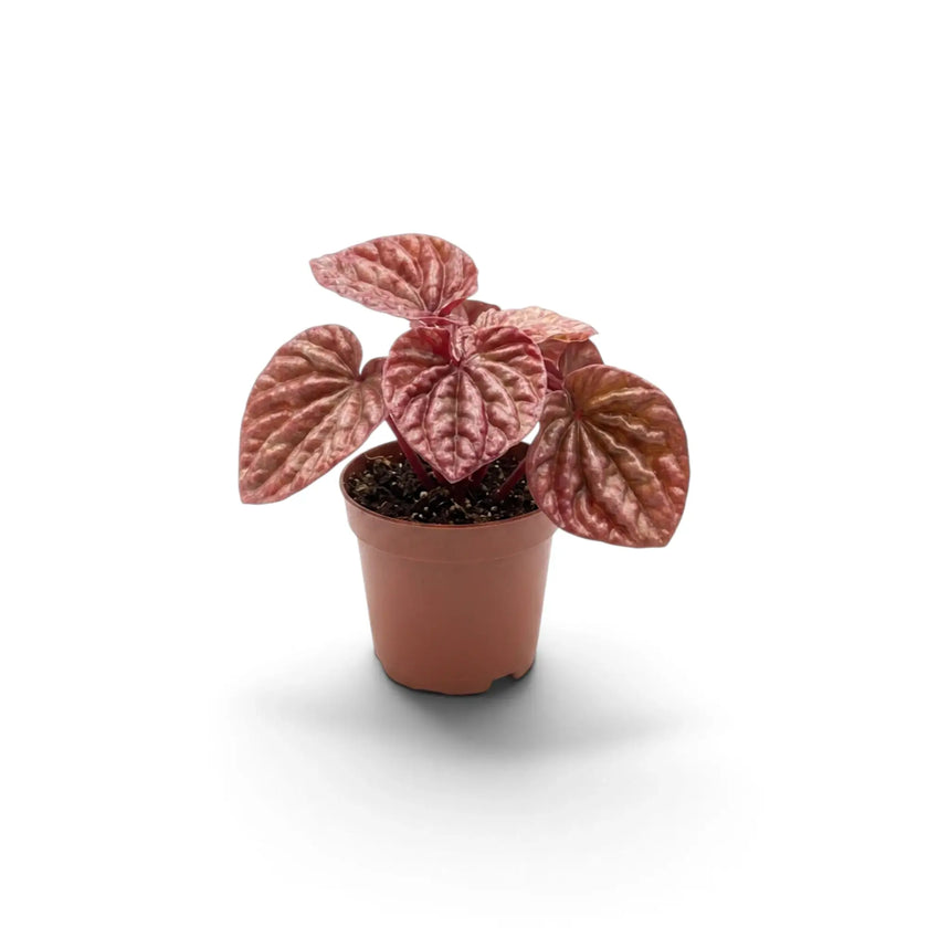 Jungpflanze von Peperomia 'Quito' im Kulturtopf