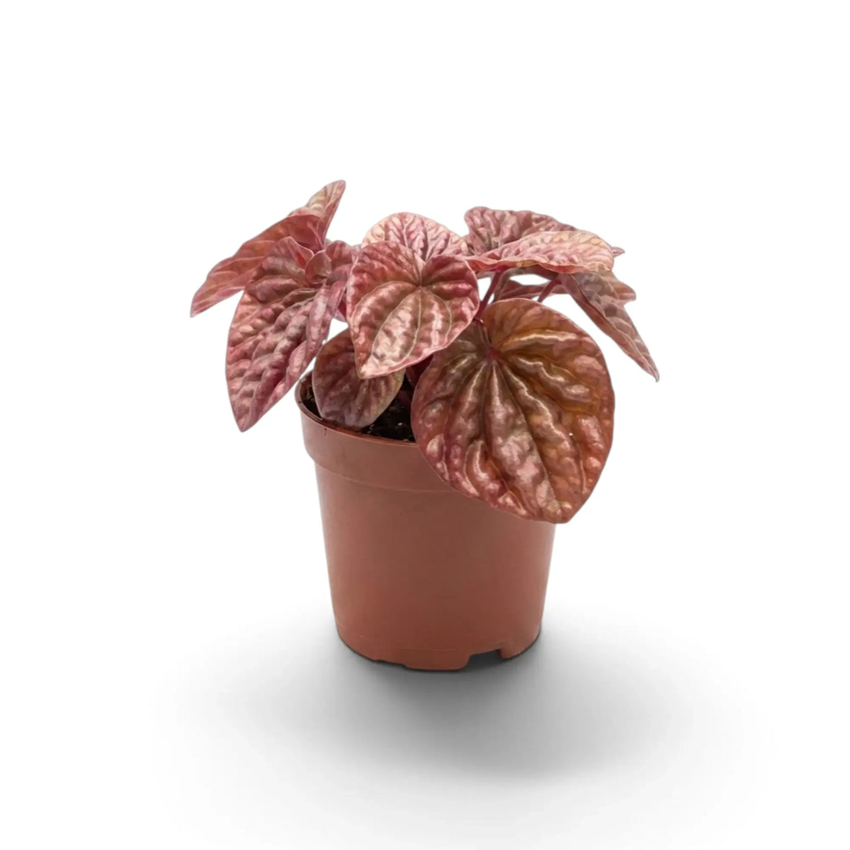 Jungpflanze von Peperomia 'Quito' im Kulturtopf