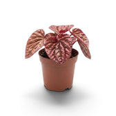 Jungpflanze von Peperomia 'Quito' im Kulturtopf
