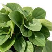Nahaufnahme von Peperomia ‘Rana Verde’ mit breiten, glänzend grünen Blättern und helleren Unterseiten.
