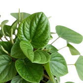 Nahaufnahme von Peperomia ‘Rana Verde’ mit breiten, glänzend grünen Blättern und helleren Unterseiten.