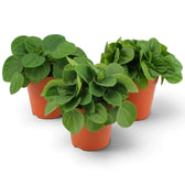 Peperomia ‘Rana Verde’ mit niedrigem, dichtem Wuchs und breiten, glänzenden, frischgrünen Blättern im Kulturtopf.