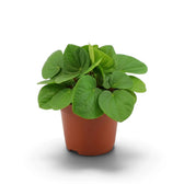 Peperomia ‘Rana Verde’ mit niedrigem, dichtem Wuchs und breiten, glänzenden, frischgrünen Blättern im Kulturtopf.