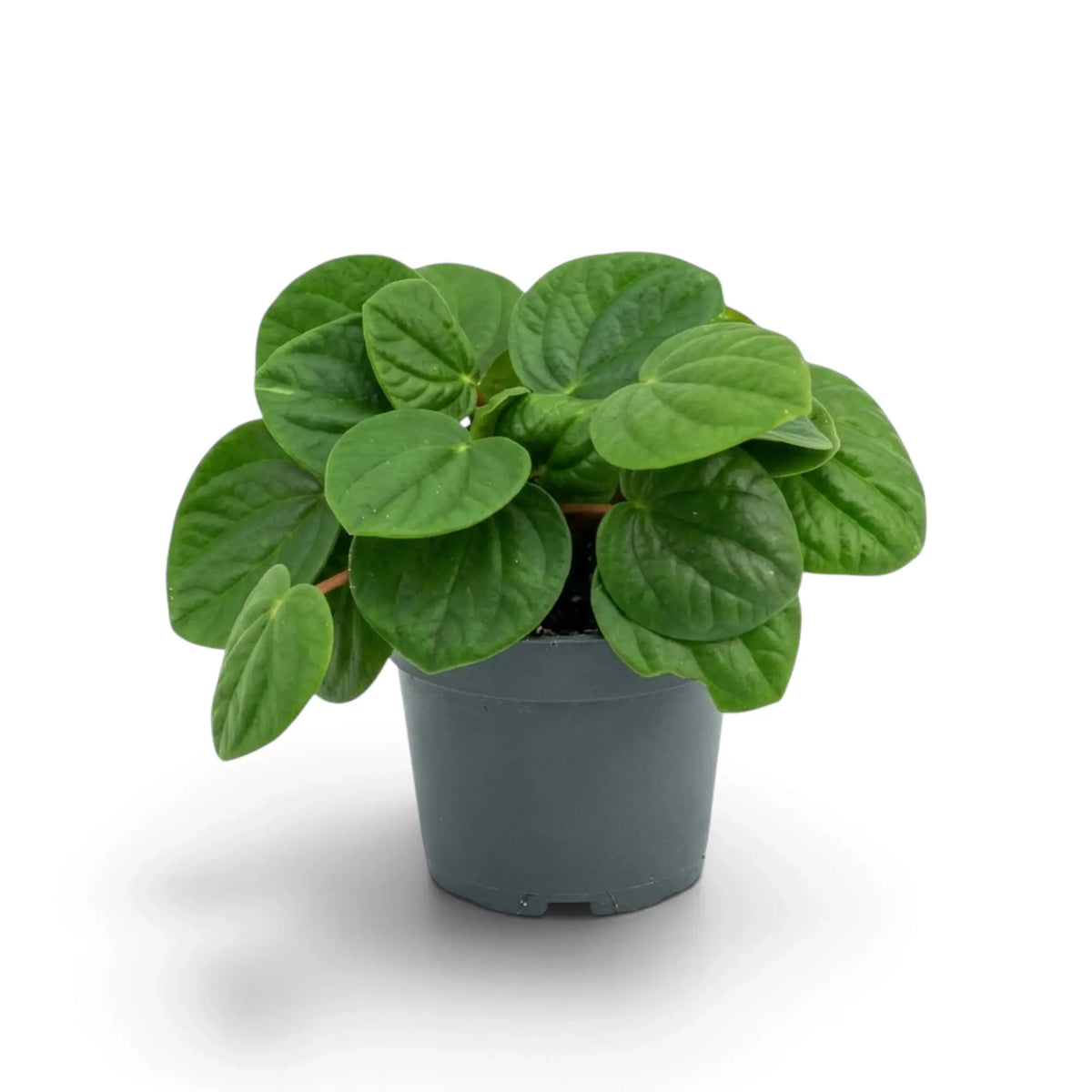 Peperomia ‘Rana Verde’ mit niedrigem, dichtem Wuchs und breiten, glänzenden, frischgrünen Blättern im Kulturtopf.