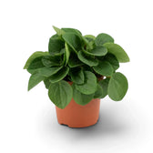 Peperomia ‘Rana Verde’ mit niedrigem, dichtem Wuchs und breiten, glänzenden, frischgrünen Blättern im Kulturtopf.