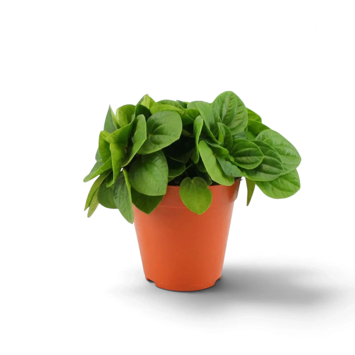Peperomia ‘Rana Verde’ mit niedrigem, dichtem Wuchs und breiten, glänzenden, frischgrünen Blättern im Kulturtopf.