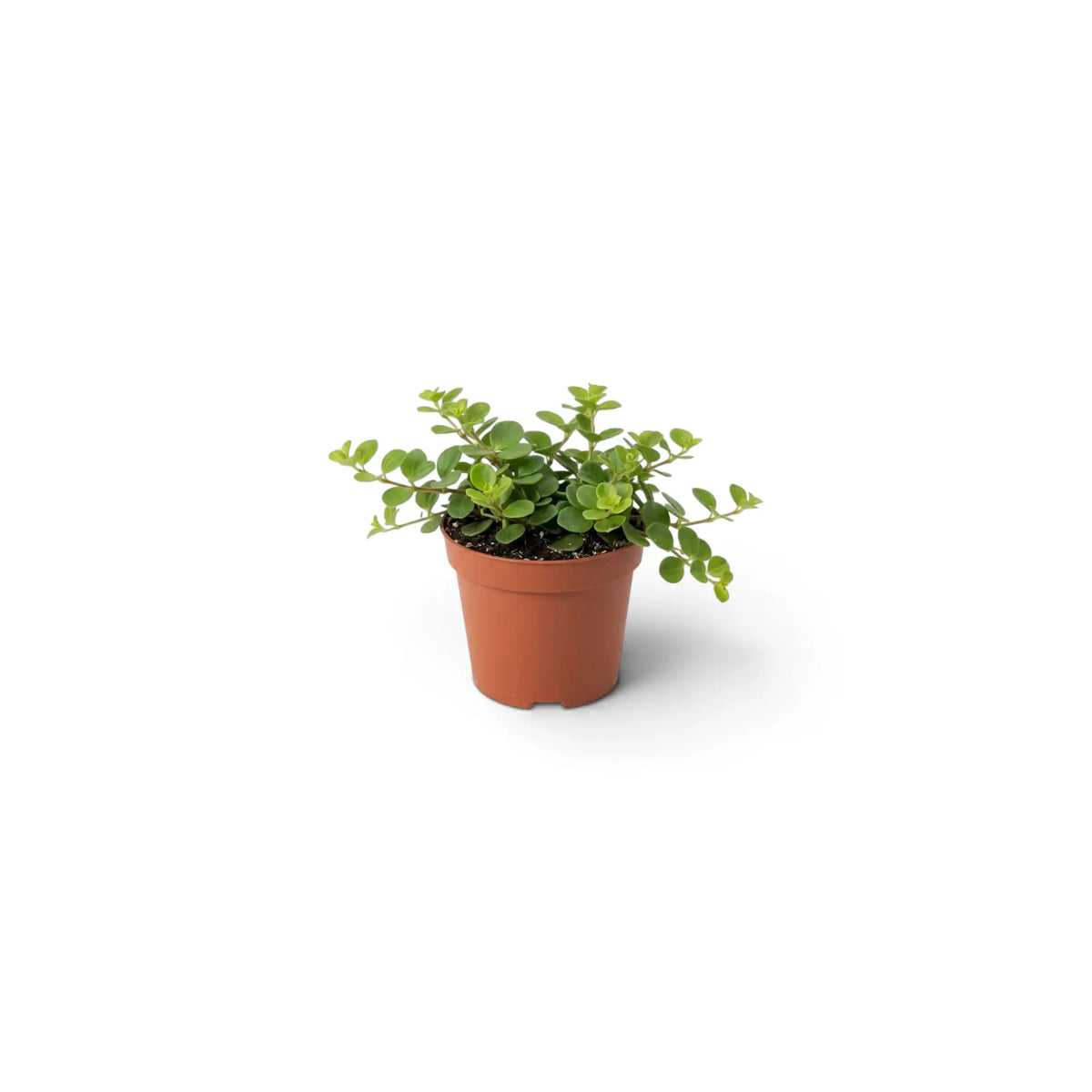 Baby Peperomia rotundifolia with a compact mat of small rounded green leaves