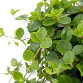 Peperomia rotundifolia close-up showing overlapping rounded leaves on branching shoots