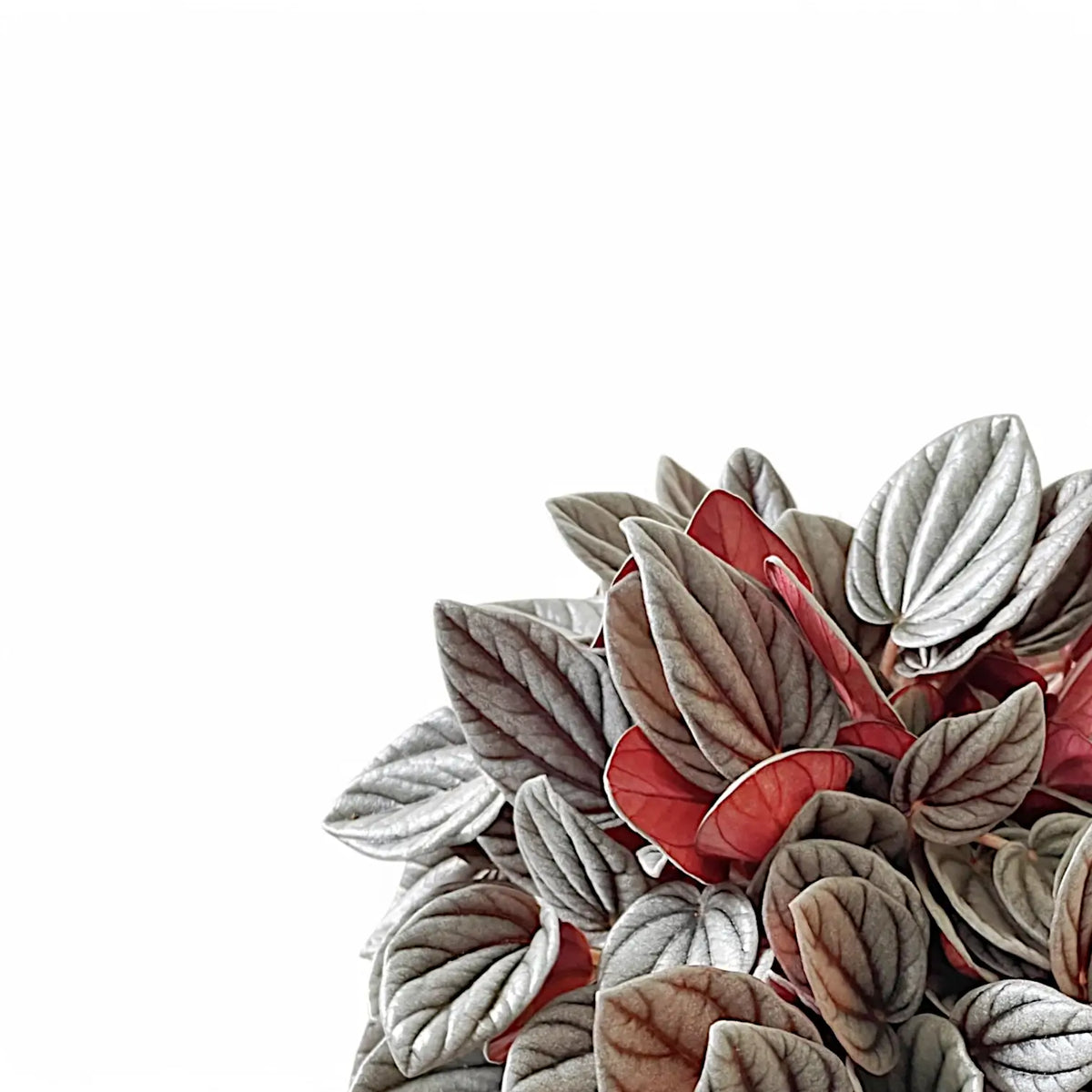 Peperomia 'Sunrise' – Blattdetail vor weißem Hintergrund..
