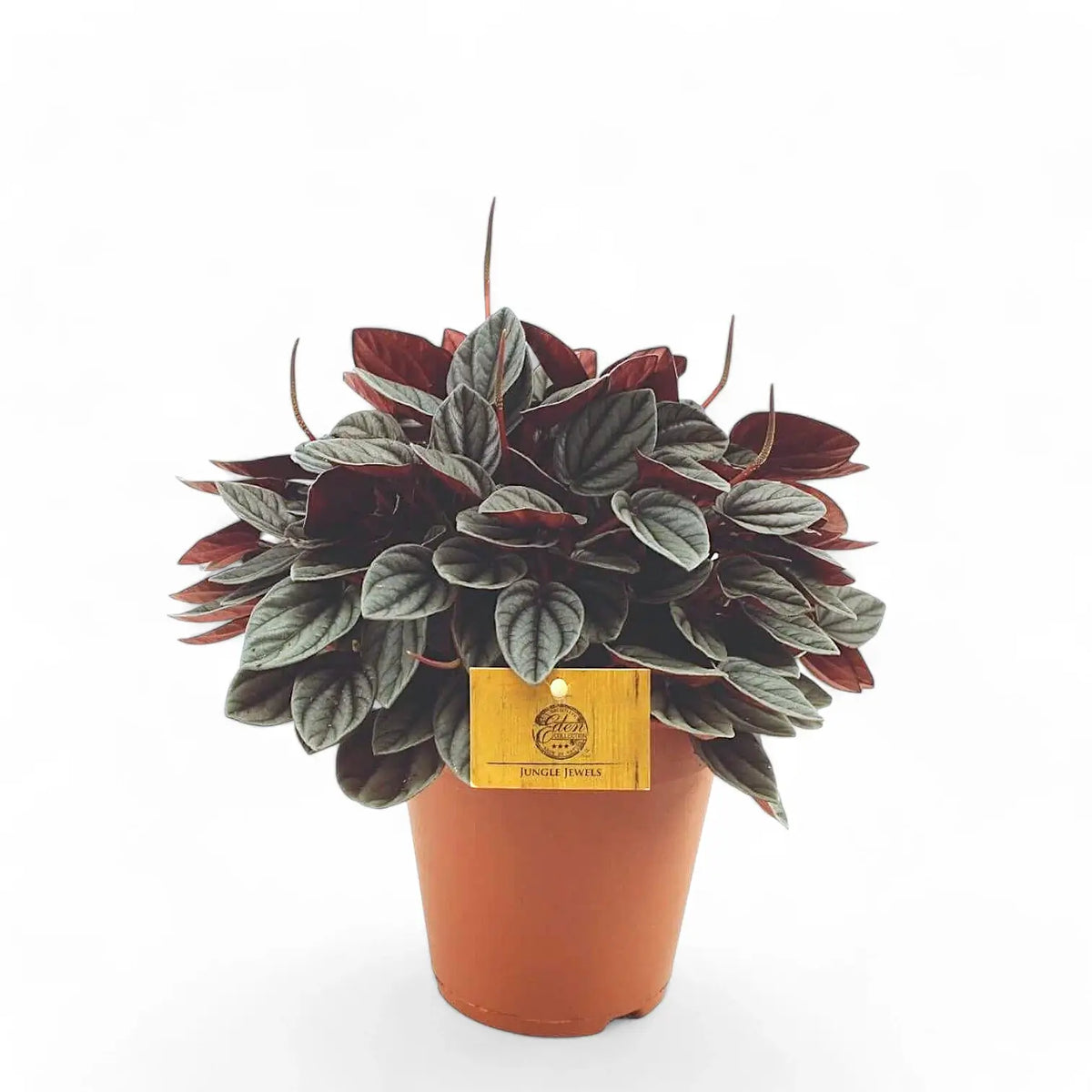 Peperomia 'Sunrise' Zimmerpflanze im Anzuchttopf vor weißem Hintergrund, Produktfoto 2.
