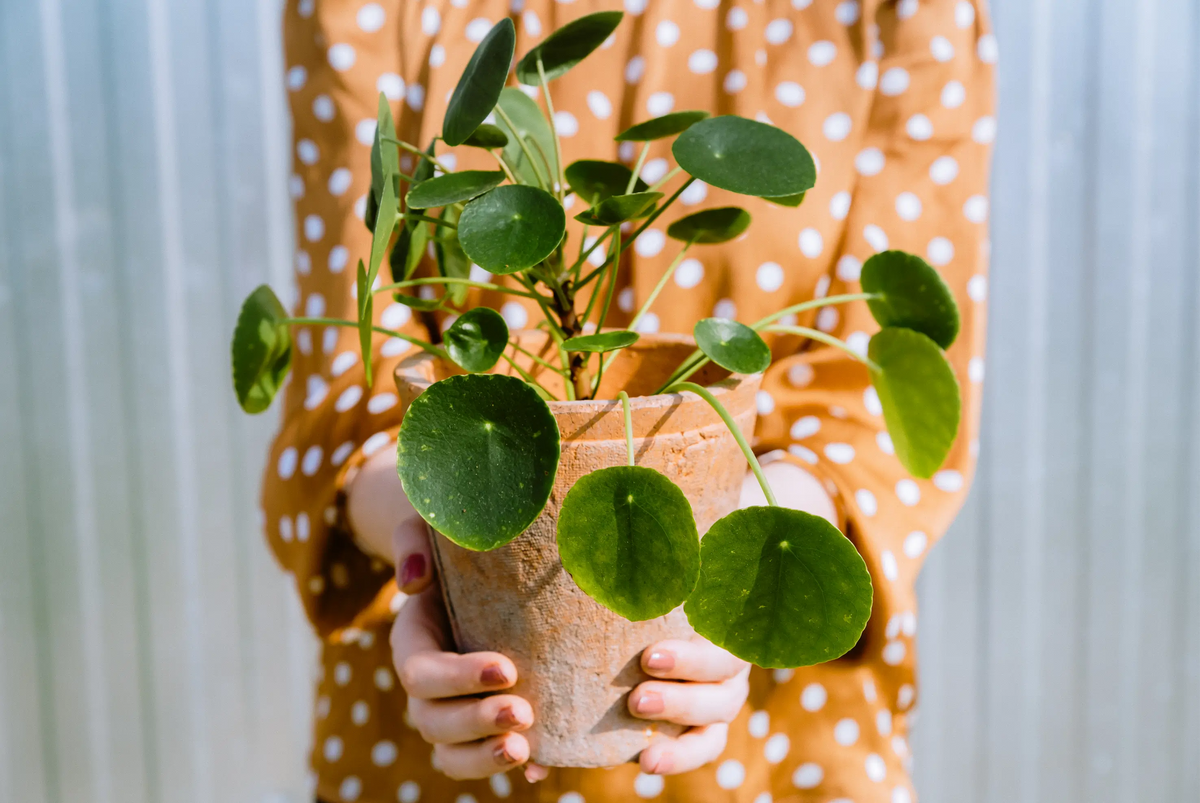 Person holding a potted Chinese Money plant Pilea peperomioides with a polka dot pattern on their clothing.