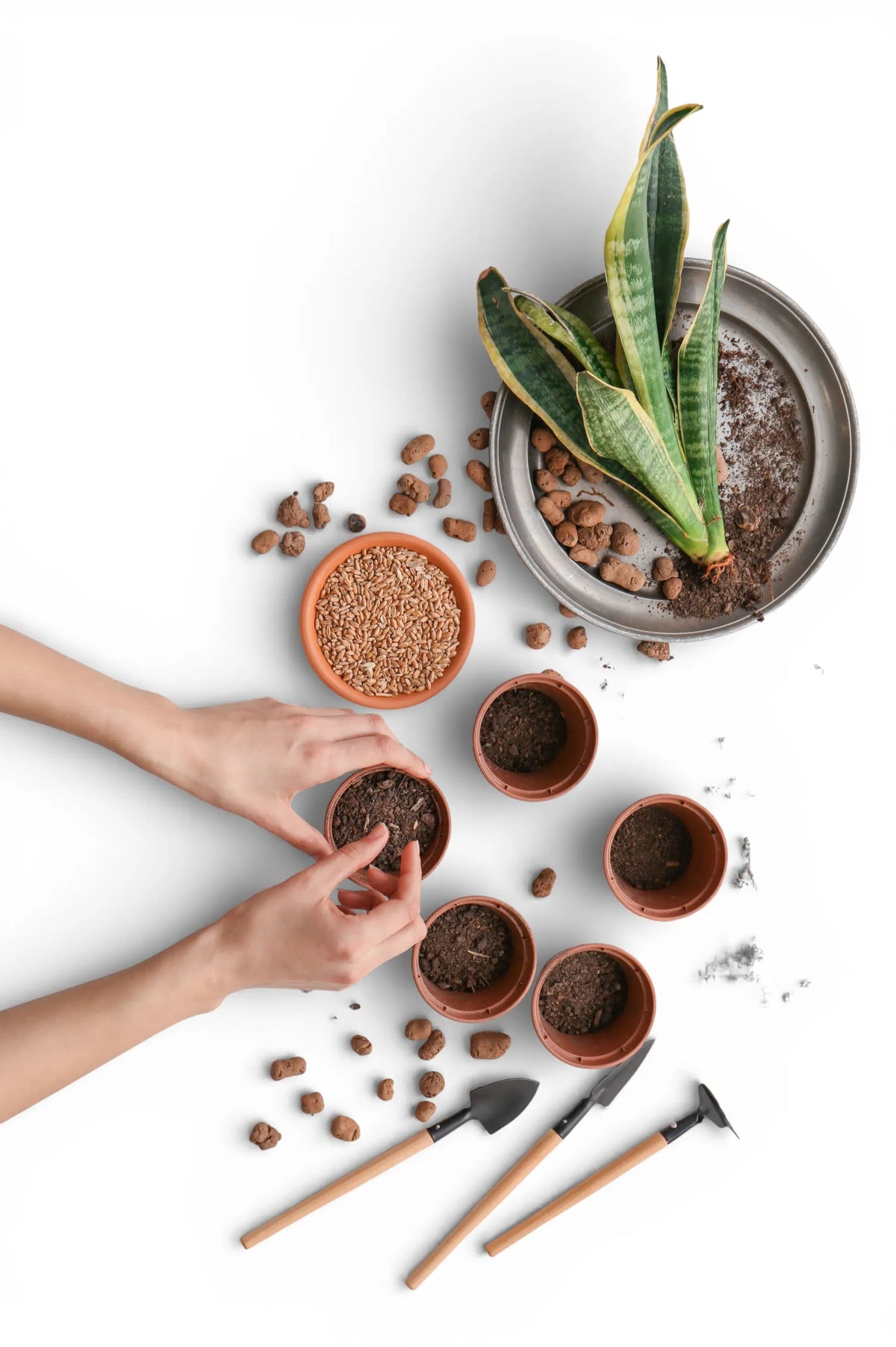 Person planting seeds in small pots with gardening tools and a snake plant on a white background, plant care.