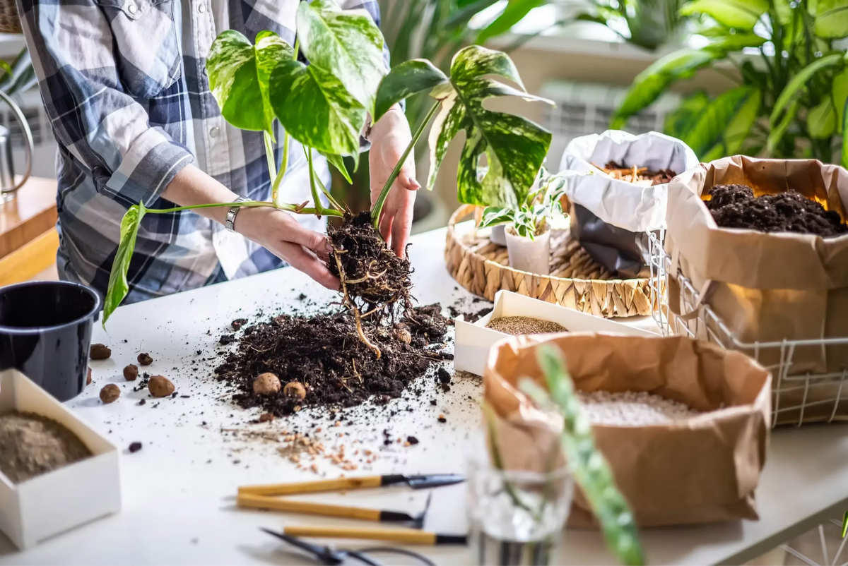 Person repotting a plant with gardening tools and materials on a table.