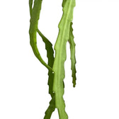 Pfeiffera asuntapatensis – Blattdetail vor weißem Hintergrund..