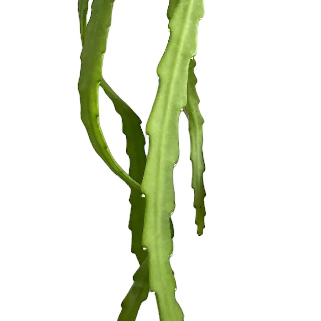 Pfeiffera asuntapatensis – Blattdetail vor weißem Hintergrund..
