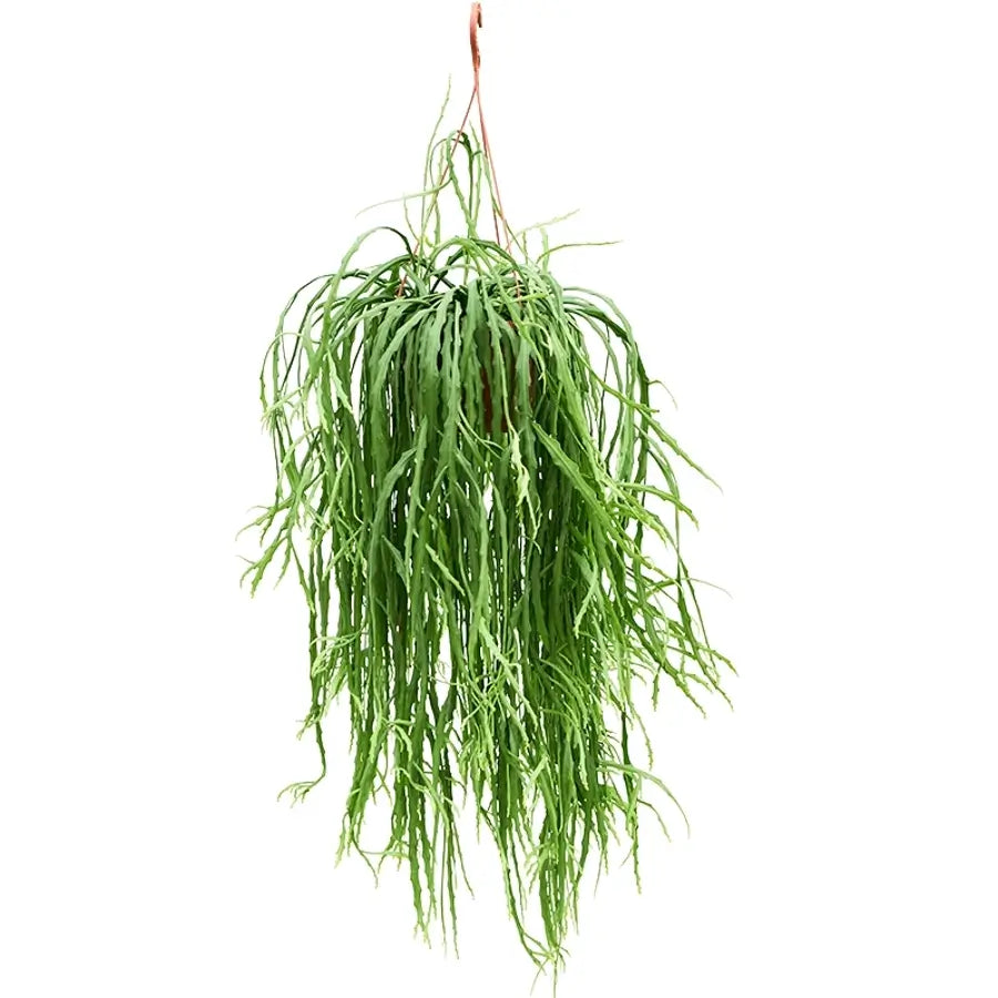 Pfeiffera asuntapatensis Zimmerpflanze im Anzuchttopf vor weißem Hintergrund, Produktfoto 2.
