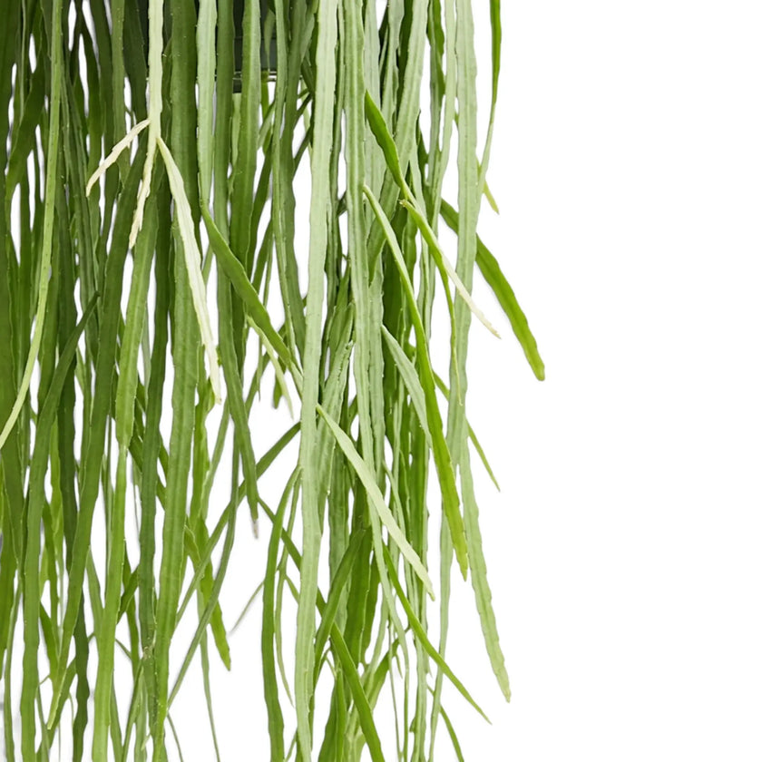 Pfeiffera boliviana stem close-up