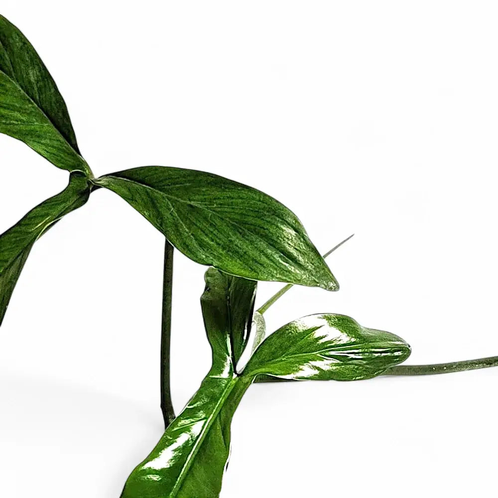 Philodendron 69686 – Blattdetail vor weißem Hintergrund..
