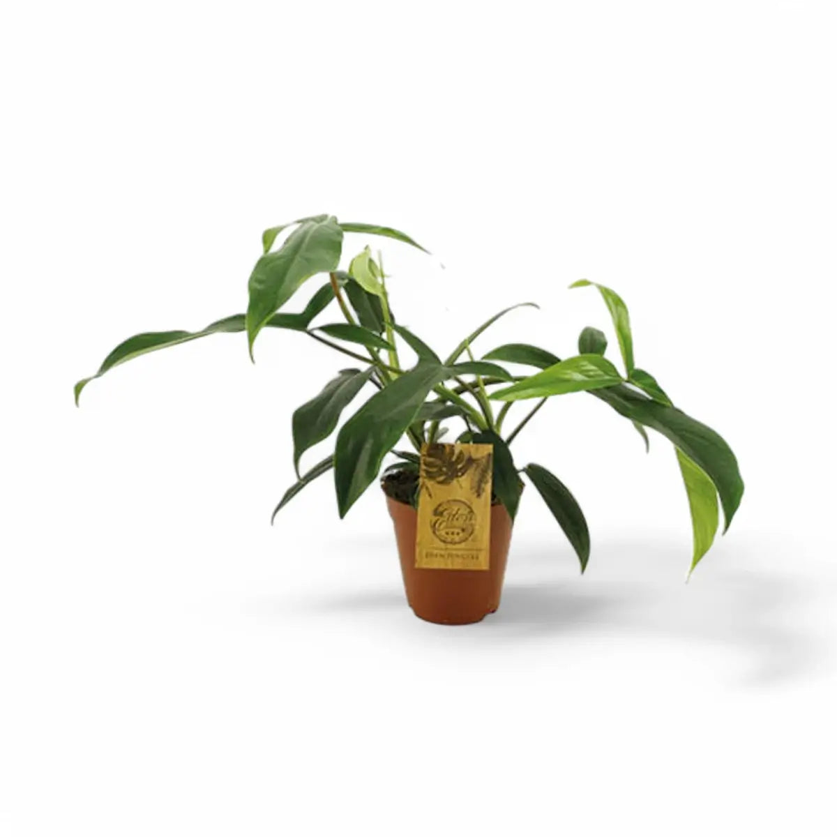 Philodendron 69686 – Topfpflanze im Kulturtopf vor weißem Hintergrund, Produktfoto 2.