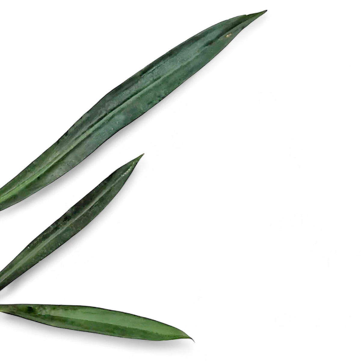 Philodendron alternans leaf close-up on white background.