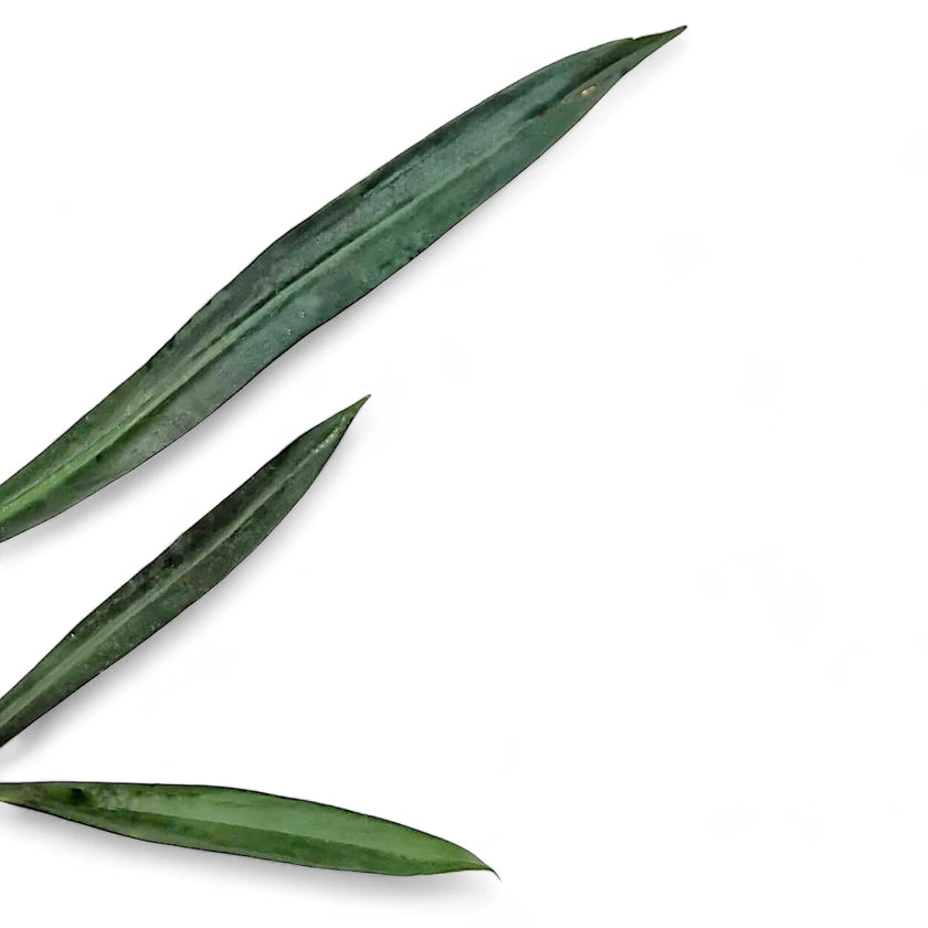 Philodendron alternans leaf close-up on white background.