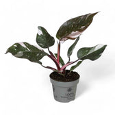 Philodendron 'Anderson's red' potted plant in nursery pot on white background.