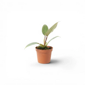 Philodendron atabapoense baby plant in a nursery pot.
