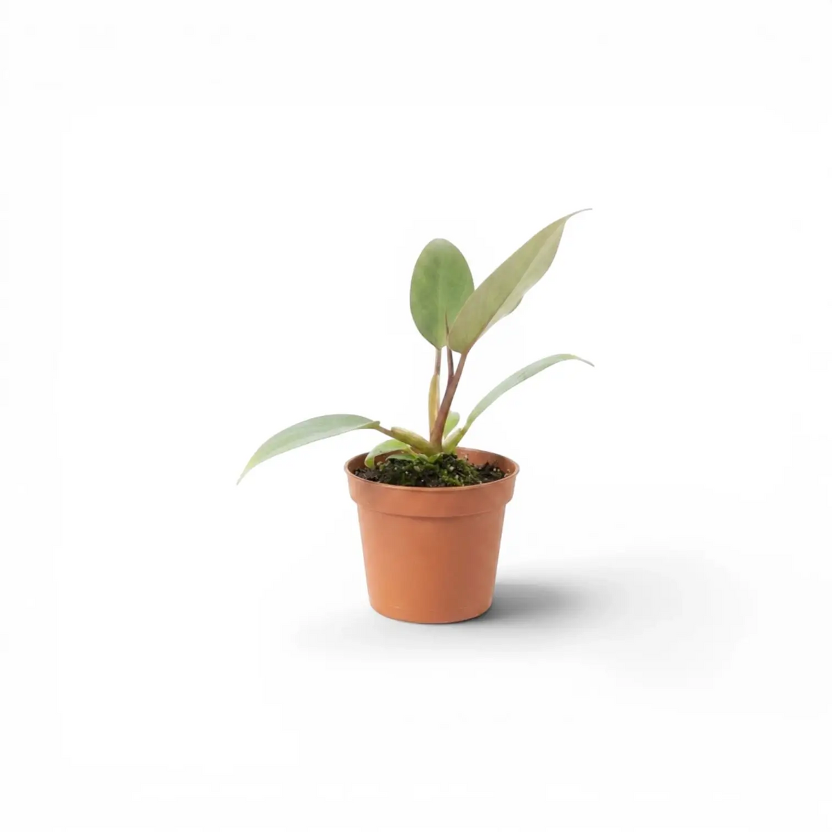 Philodendron atabapoense baby plant in a nursery pot.