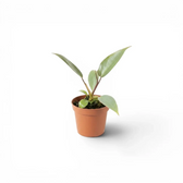 Philodendron atabapoense baby plant in a nursery pot.
