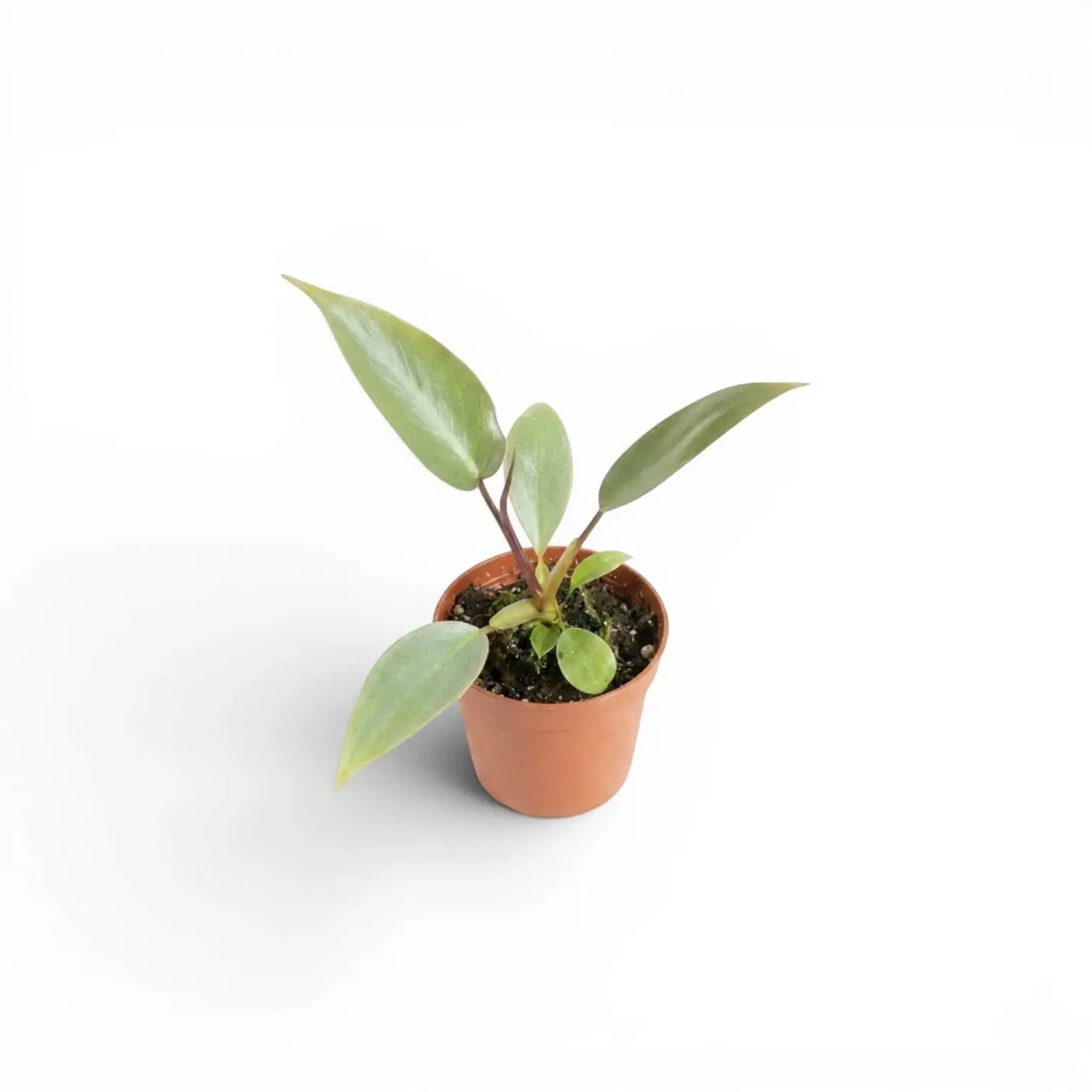 Philodendron atabapoense baby plant in a nursery pot.