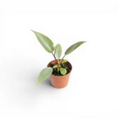 Philodendron atabapoense baby plant in a nursery pot.