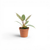 Philodendron atabapoense baby plant in a nursery pot.