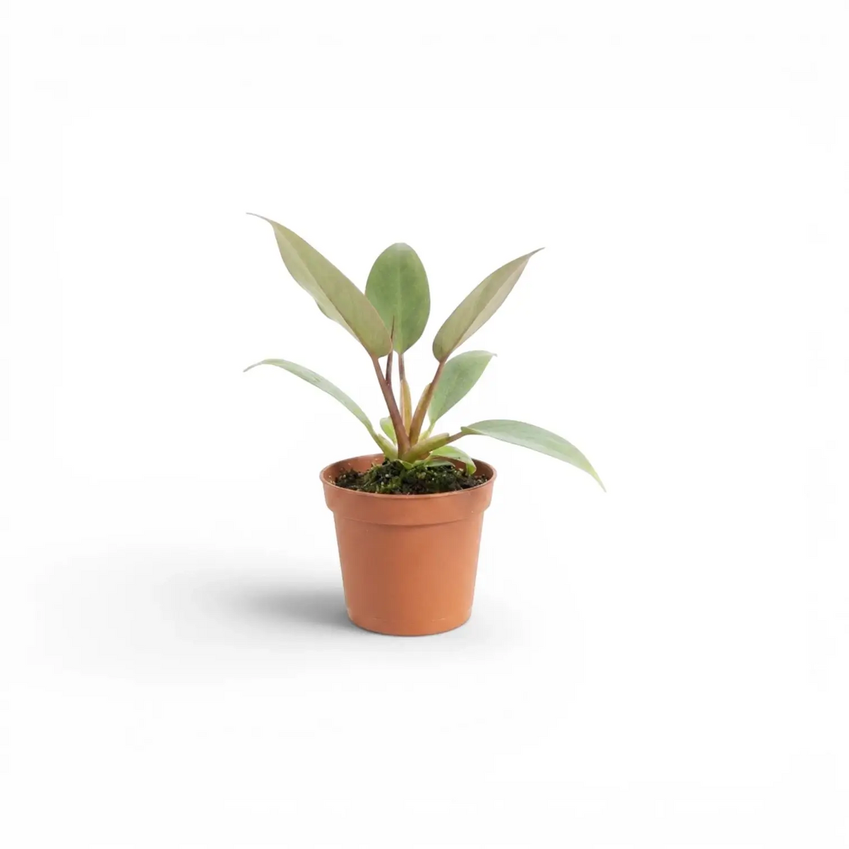 Philodendron atabapoense baby plant in a nursery pot.