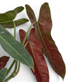 Close-up of Philodendron atabapoense leaves.