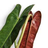 Close-up of Philodendron atabapoense leaves.