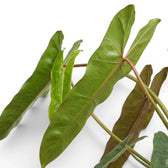 Close-up of Philodendron atabapoense leaves.