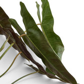 Close-up of Philodendron atabapoense leaves.