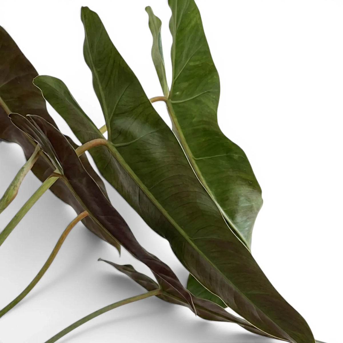 Close-up of Philodendron atabapoense leaves.