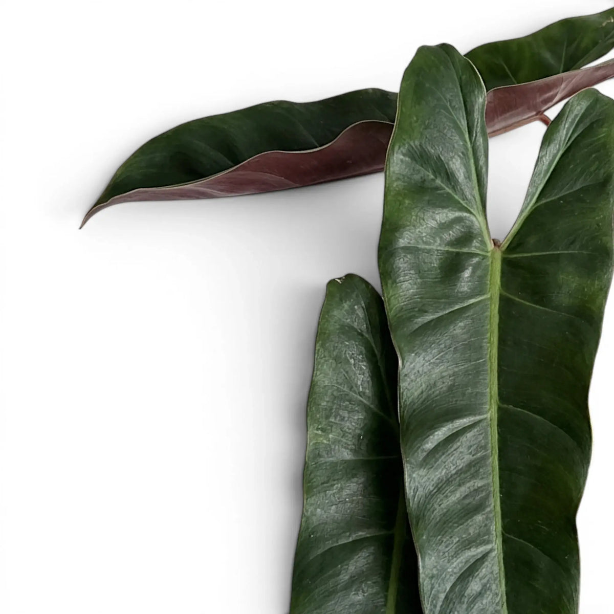 Close-up of Philodendron atabapoense leaves.
